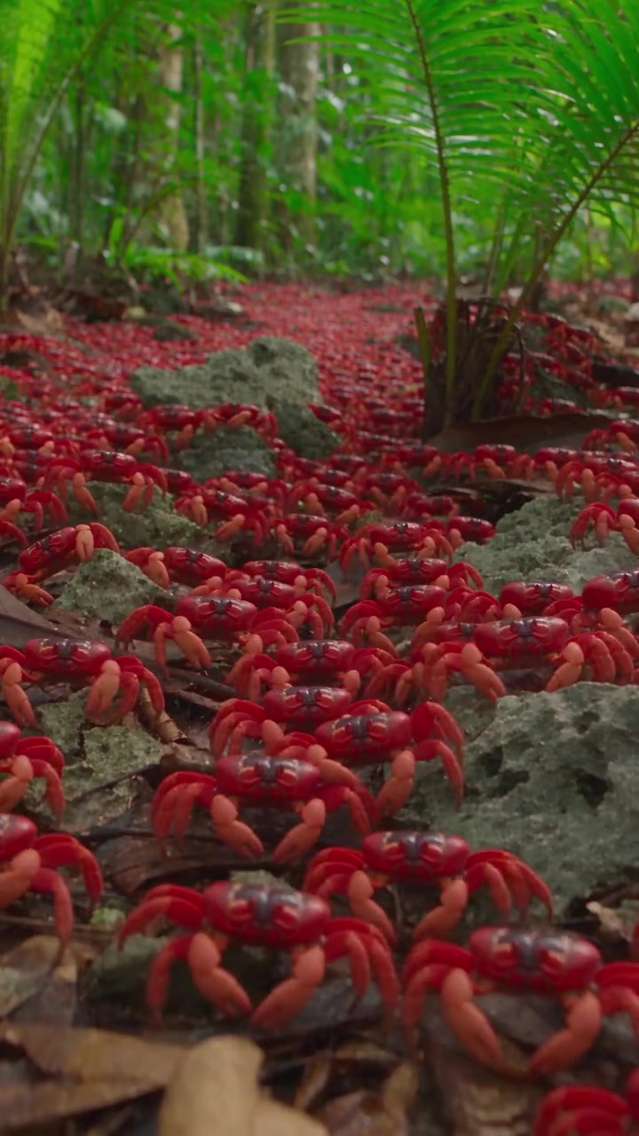 Christmas Island Red Crab Migration: Annual Journey