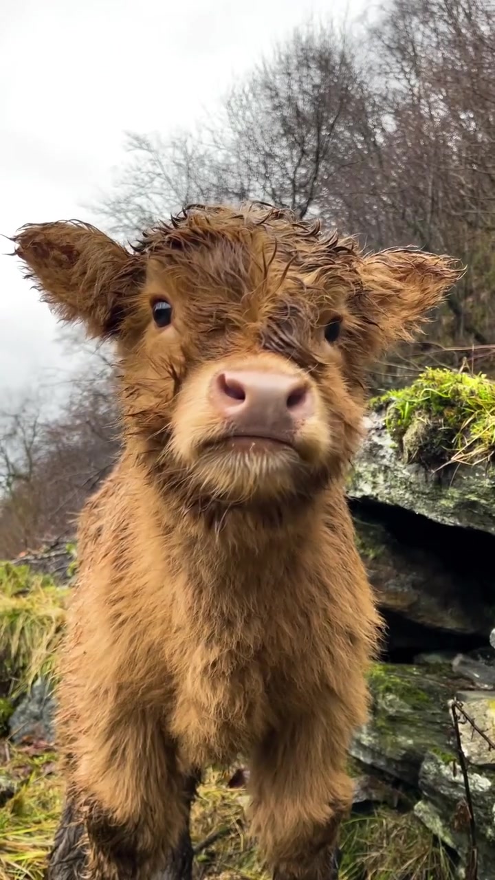 Meet Rainboy: Adorable Highland Calf in Norway