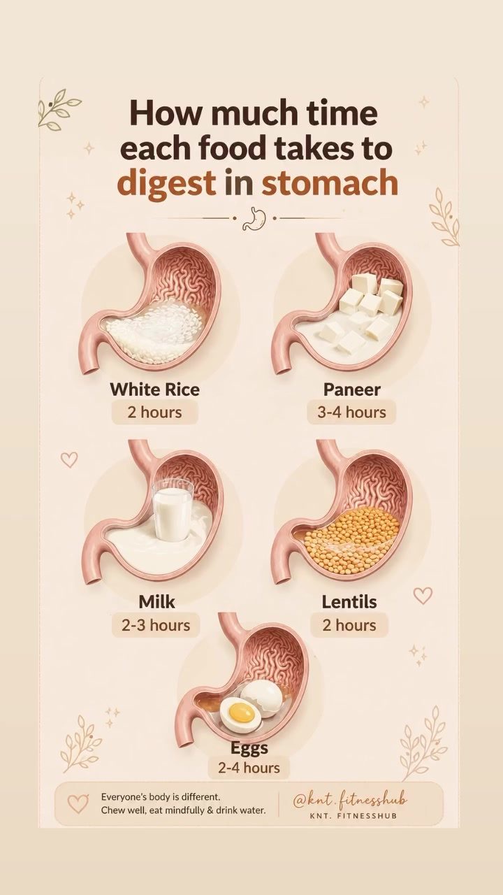 Digestion Times: How Long Different Foods Take to Break Down