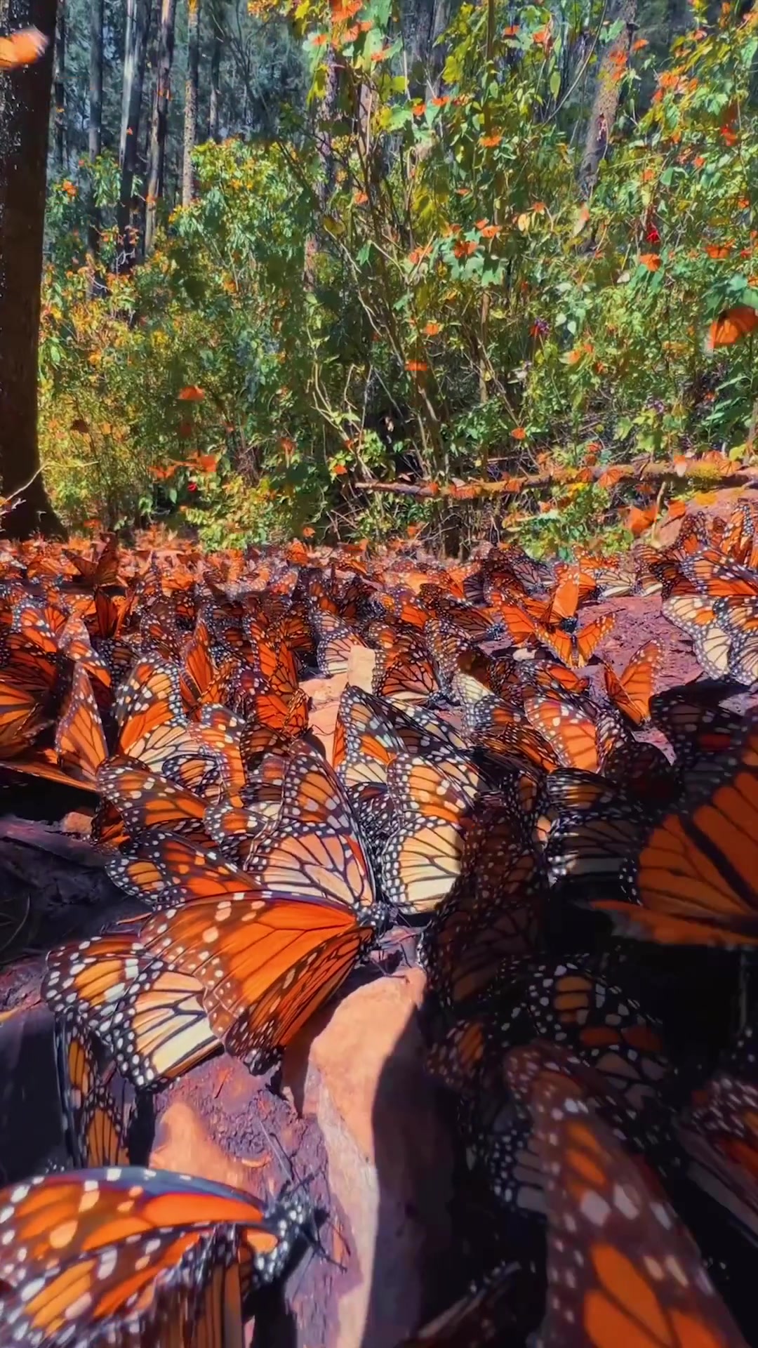 Monarch Butterfly Migration: Massive Swarm in Forest