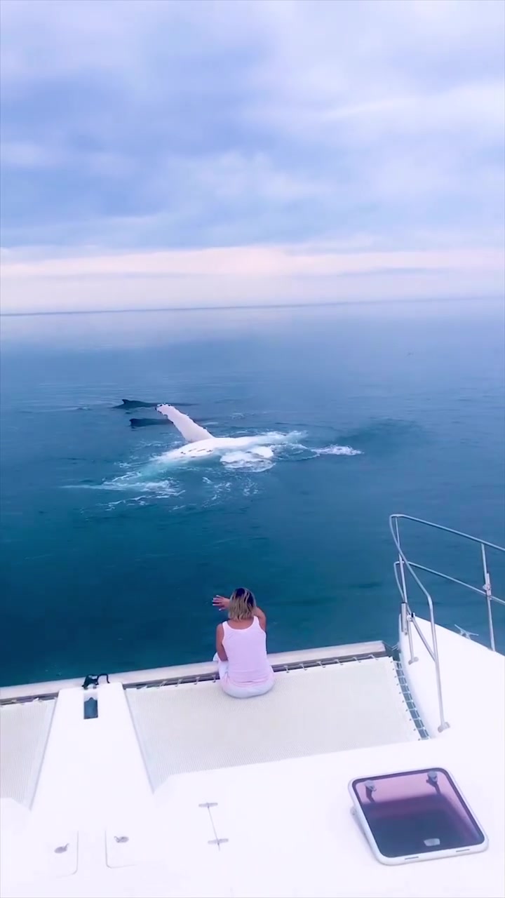 Whale Watching from a Boat in Queensland