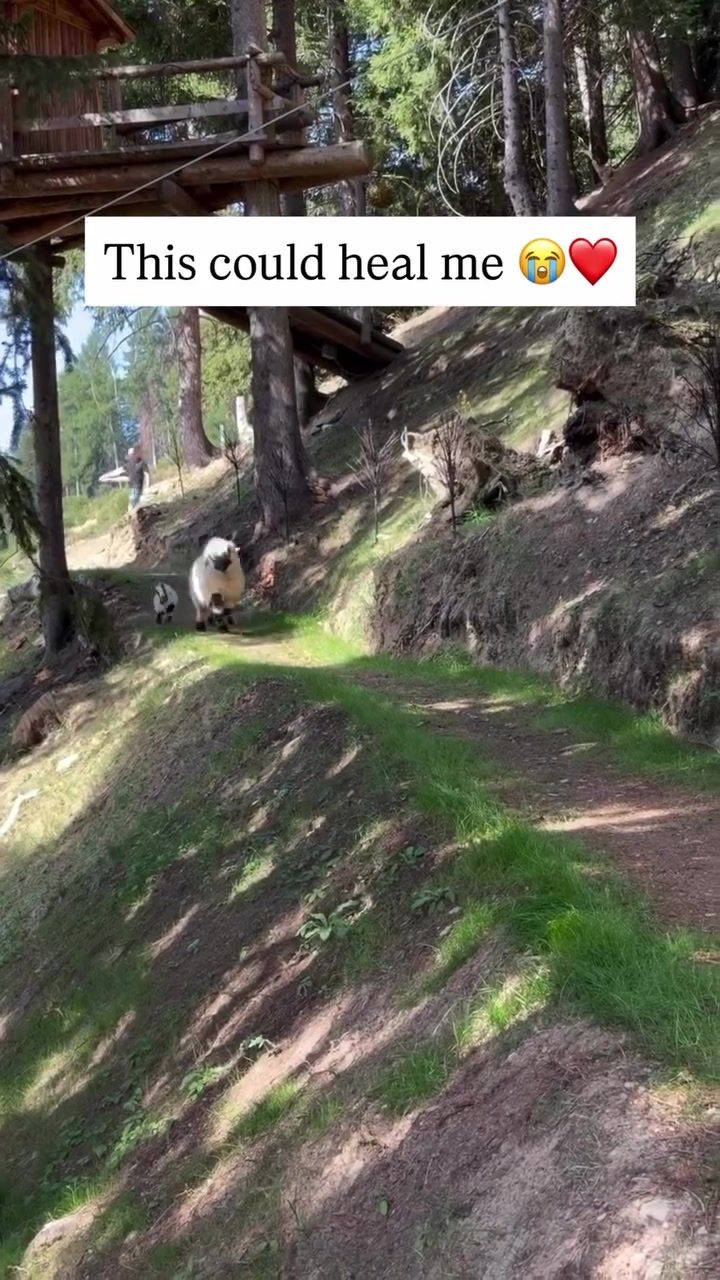 Sheep Wander a Serene Forest Path