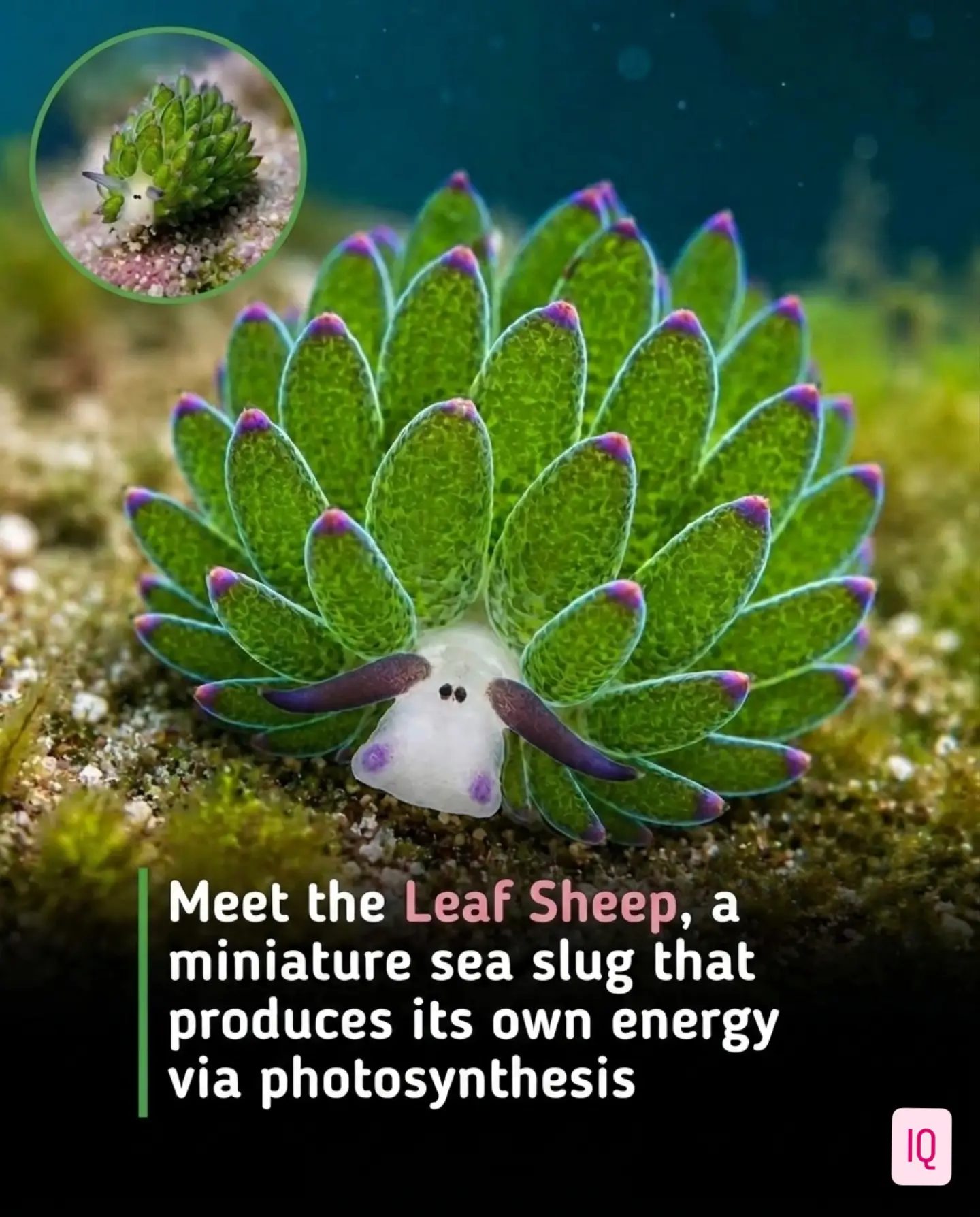 Leaf Sheep Sea Slug: A Miniature Photosynthesizing Marvel