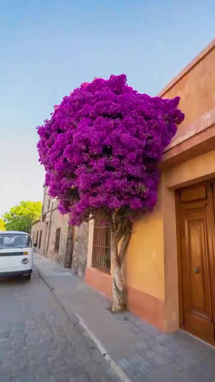 Bougainvillea Tree Beauty in Historic Village