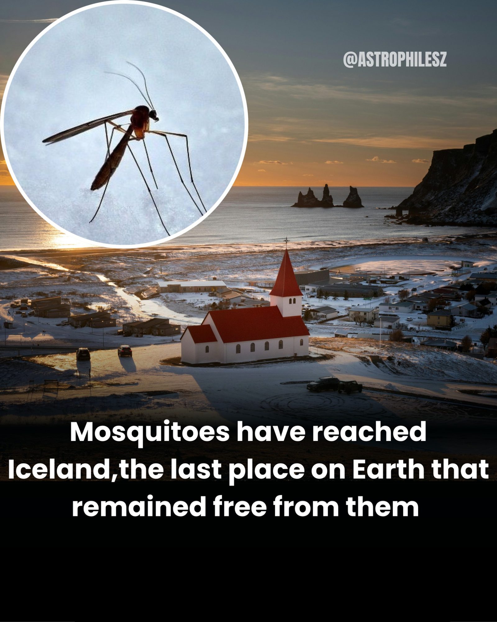 Iceland's New Mosquito Inhabitants: Climate Change Impact