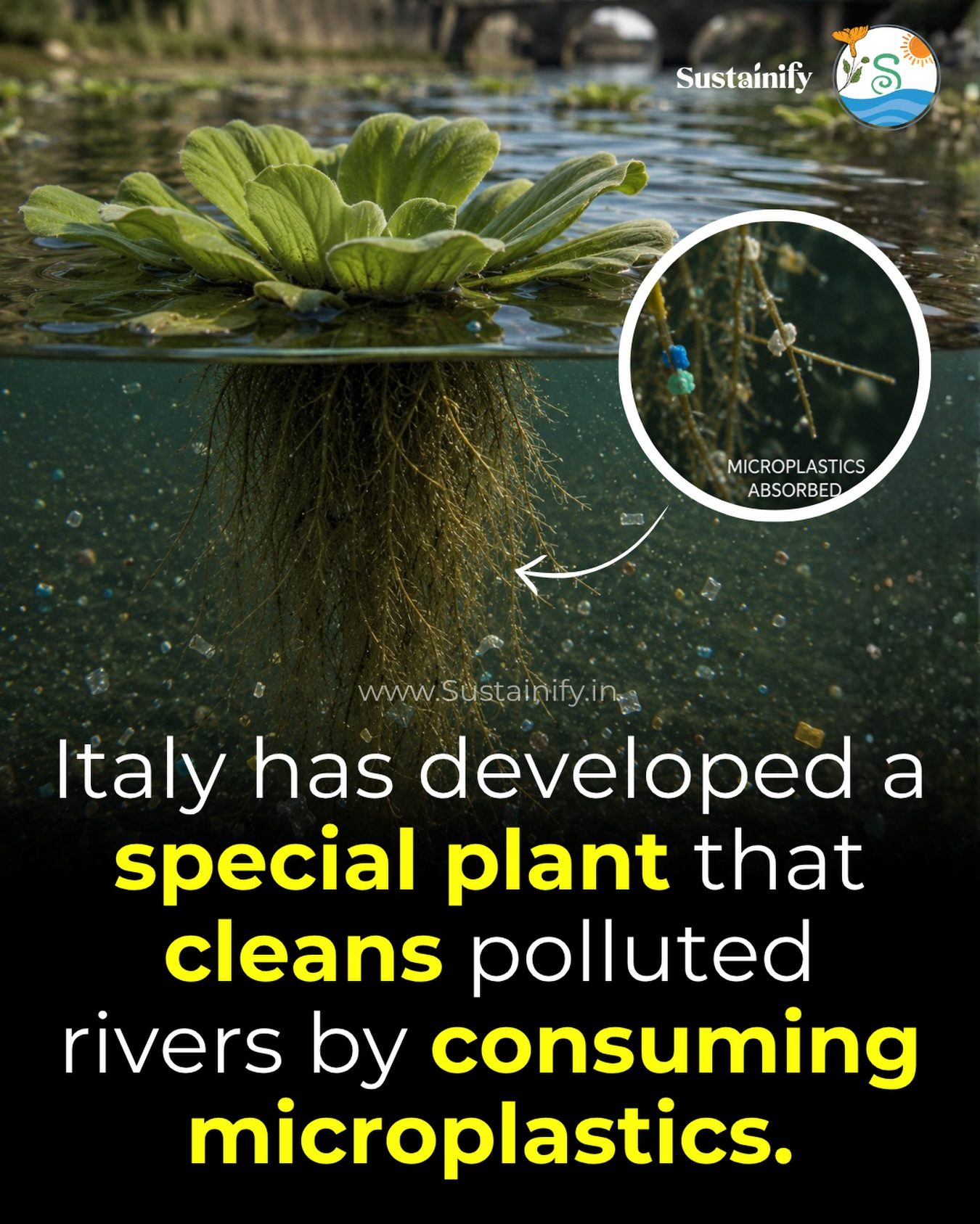 Plants That Clean Rivers: Italy's Microplastic Solution