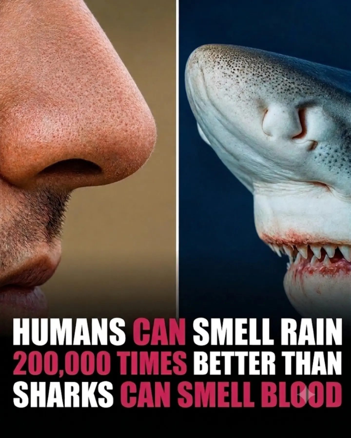 Human Smell vs. Shark: Detecting Rain vs. Blood