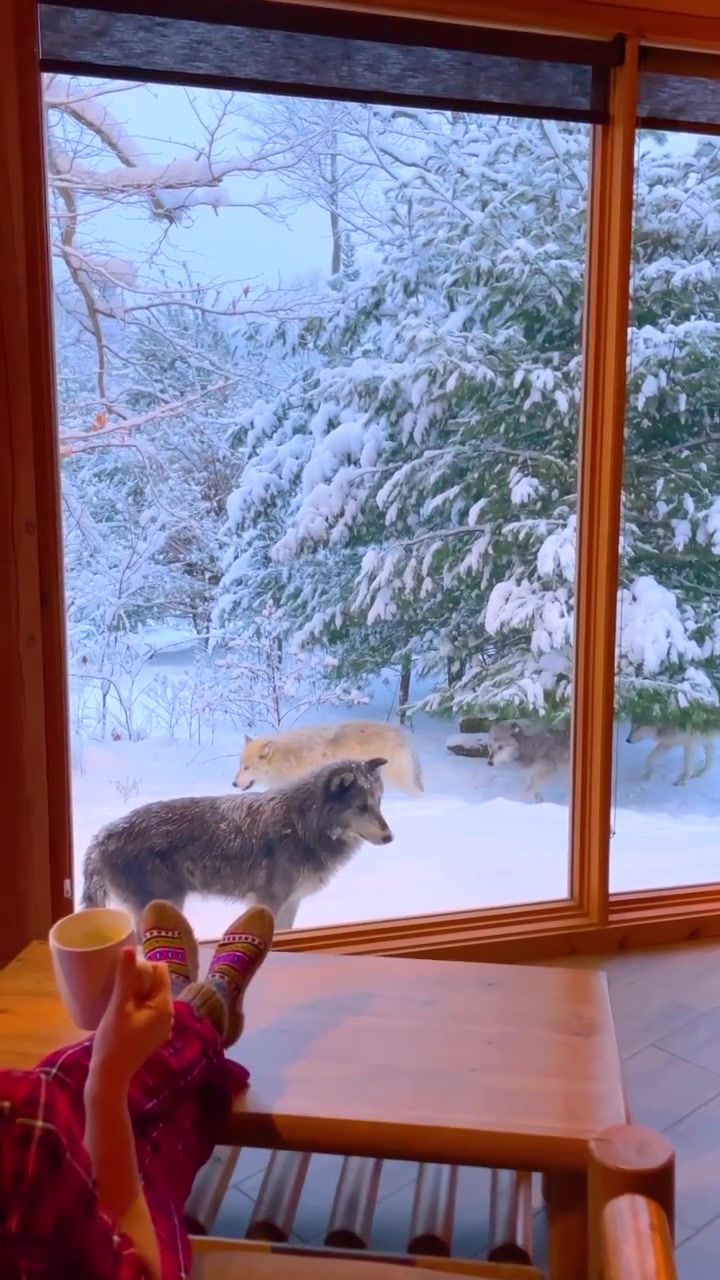 Wolves Viewed from a Window in Snowy Landscape