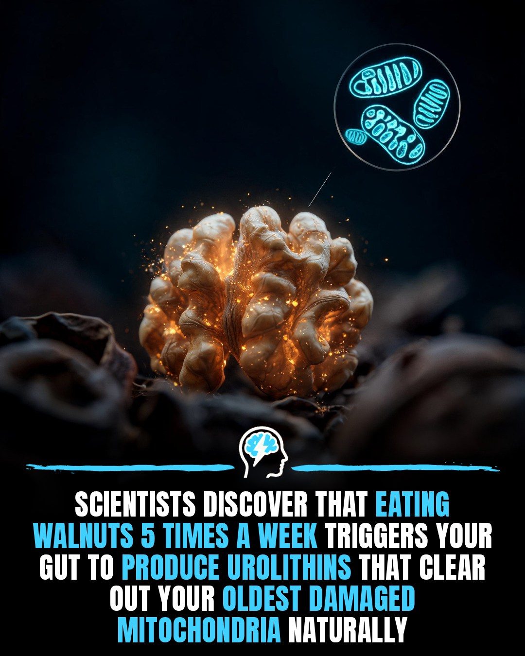 The Science Behind Walnuts' Power to Renew Cells
