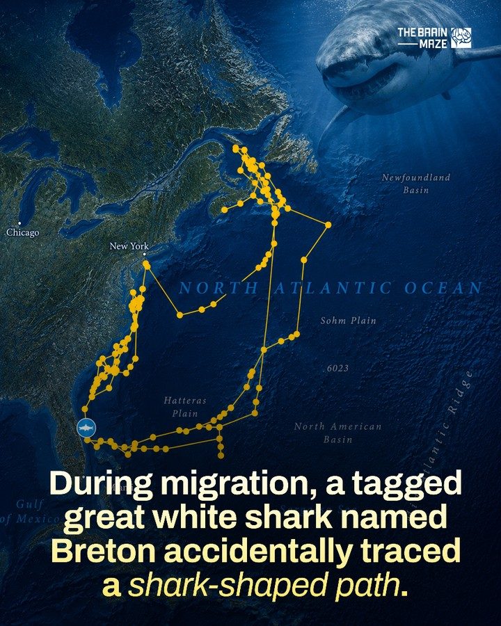 Great White Shark's Accidental Self-Portrait Migration