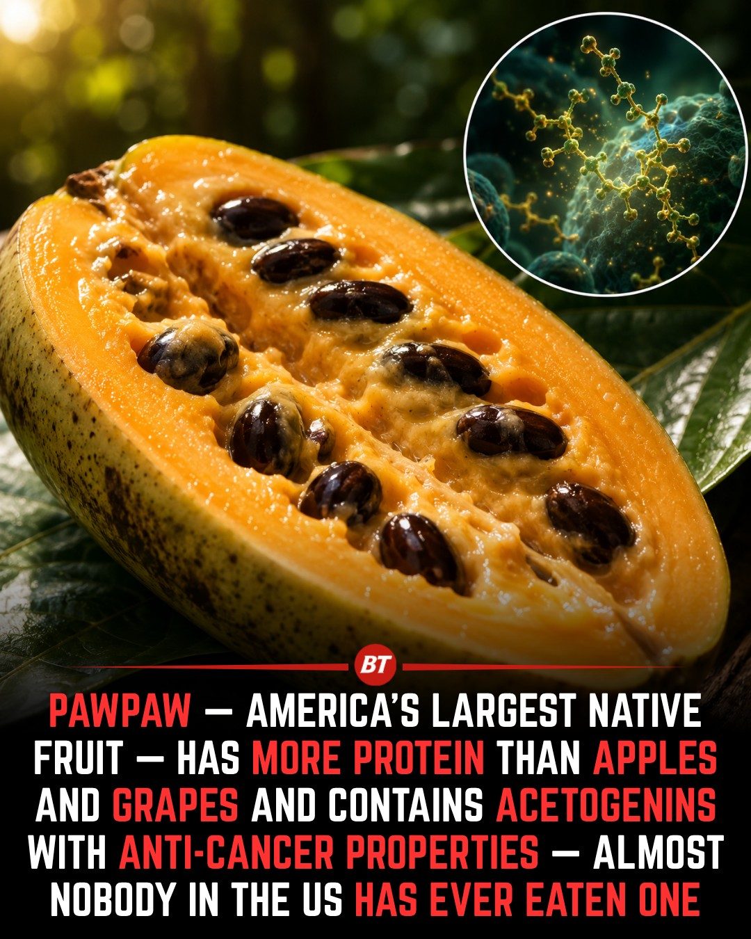 Discover the Unknown: America's Largest Native Fruit