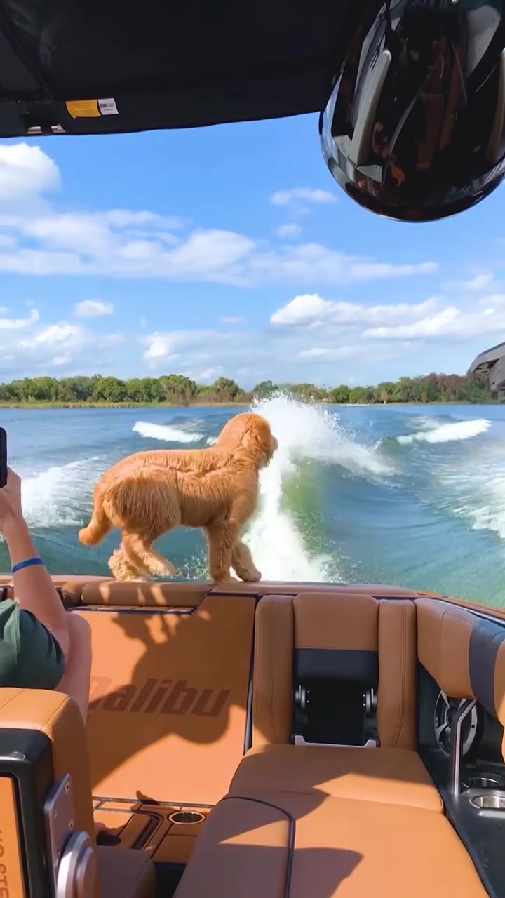 Dog Surfing with Golden Retriever Behind Malibu Boat