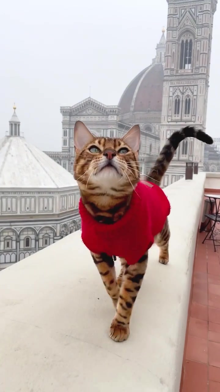 Bengal Cat's Florence Rooftop Adventure