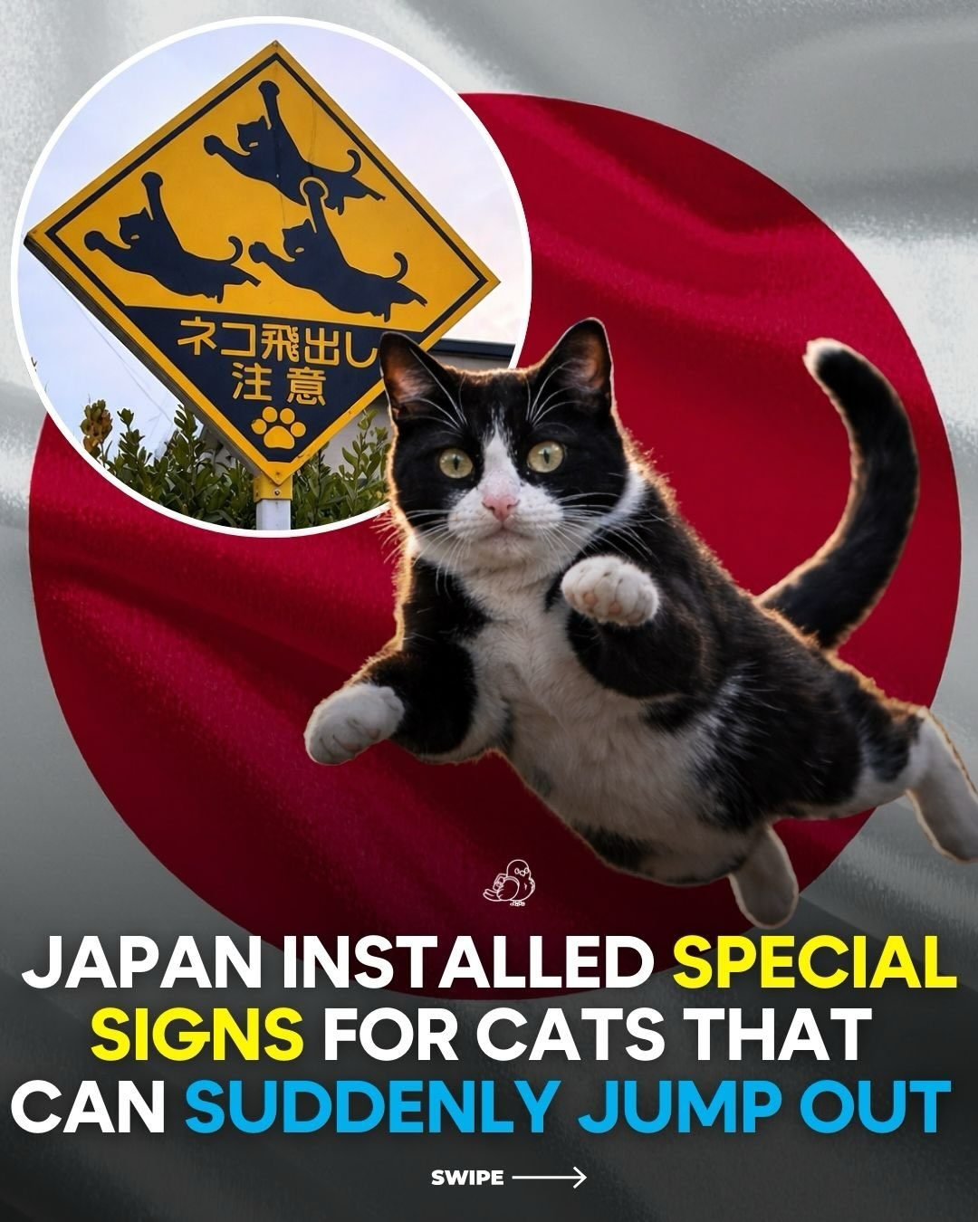 Japan's Unique Cat Crossing Signs and Their Cultural Significance