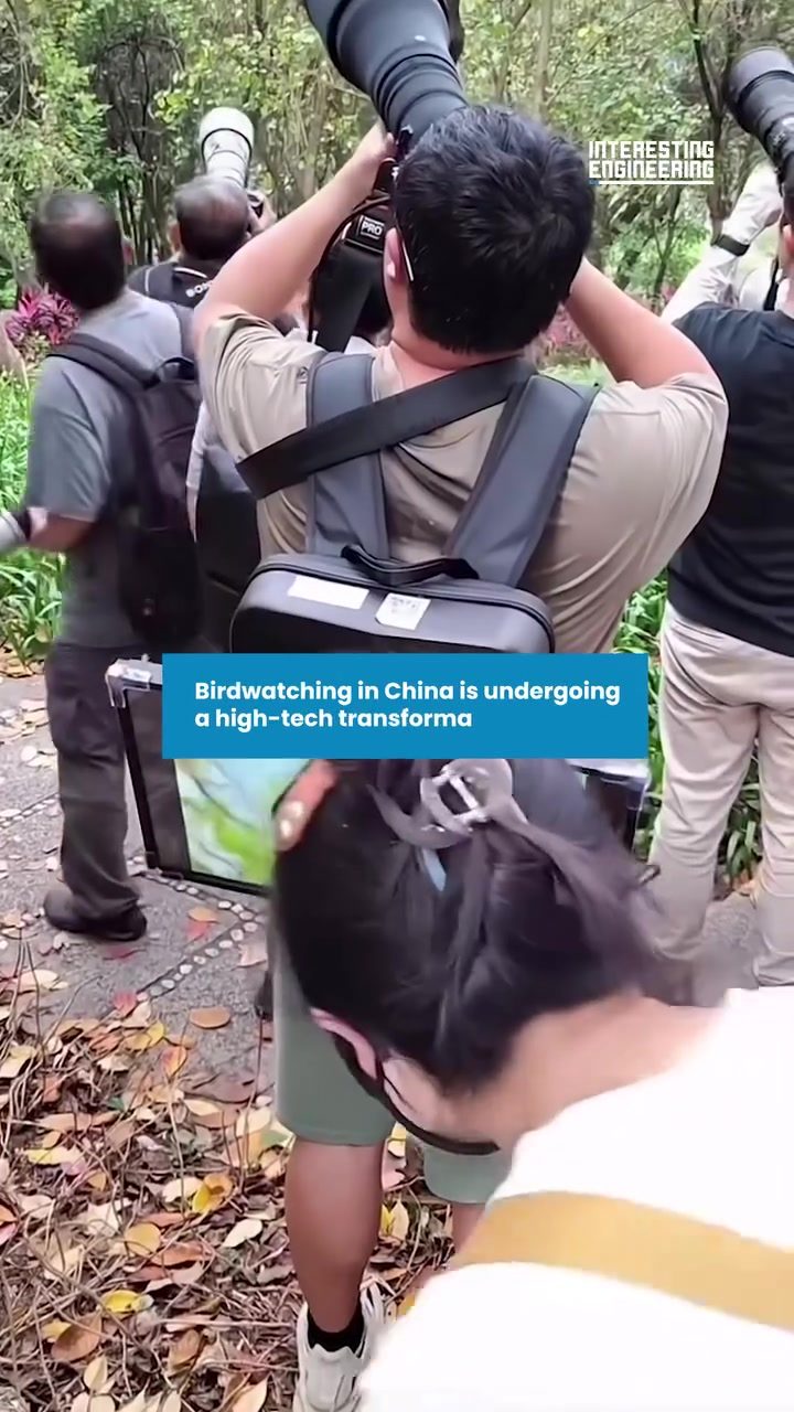 Birdwatching in China: The High-Stakes Evolution with Advanced Gear