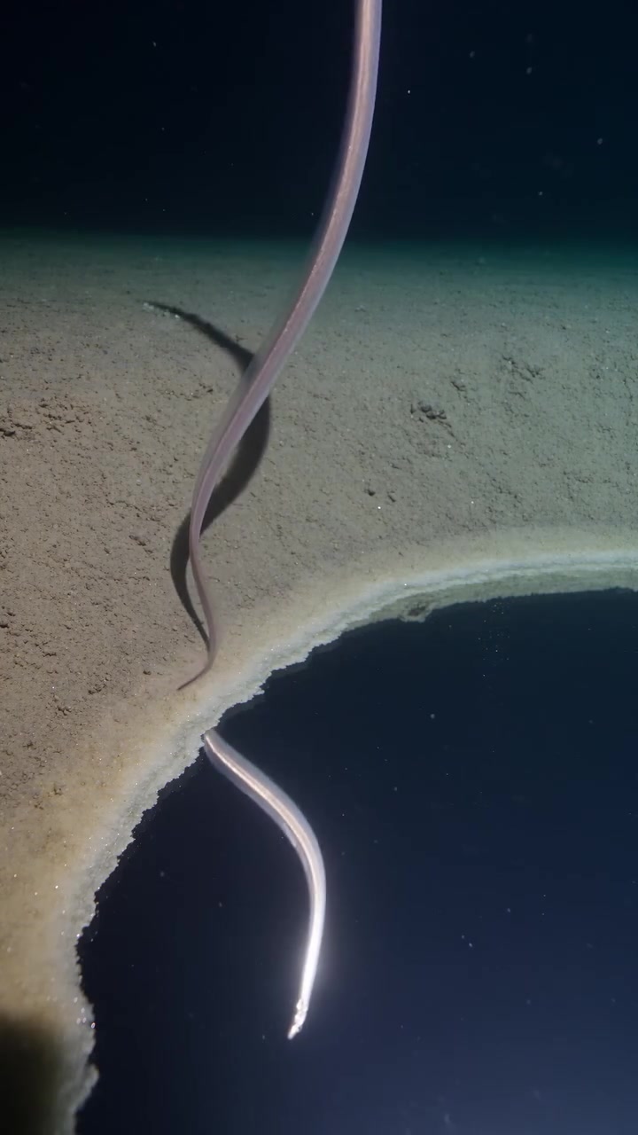 Underwater Lake in Gulf of Mexico