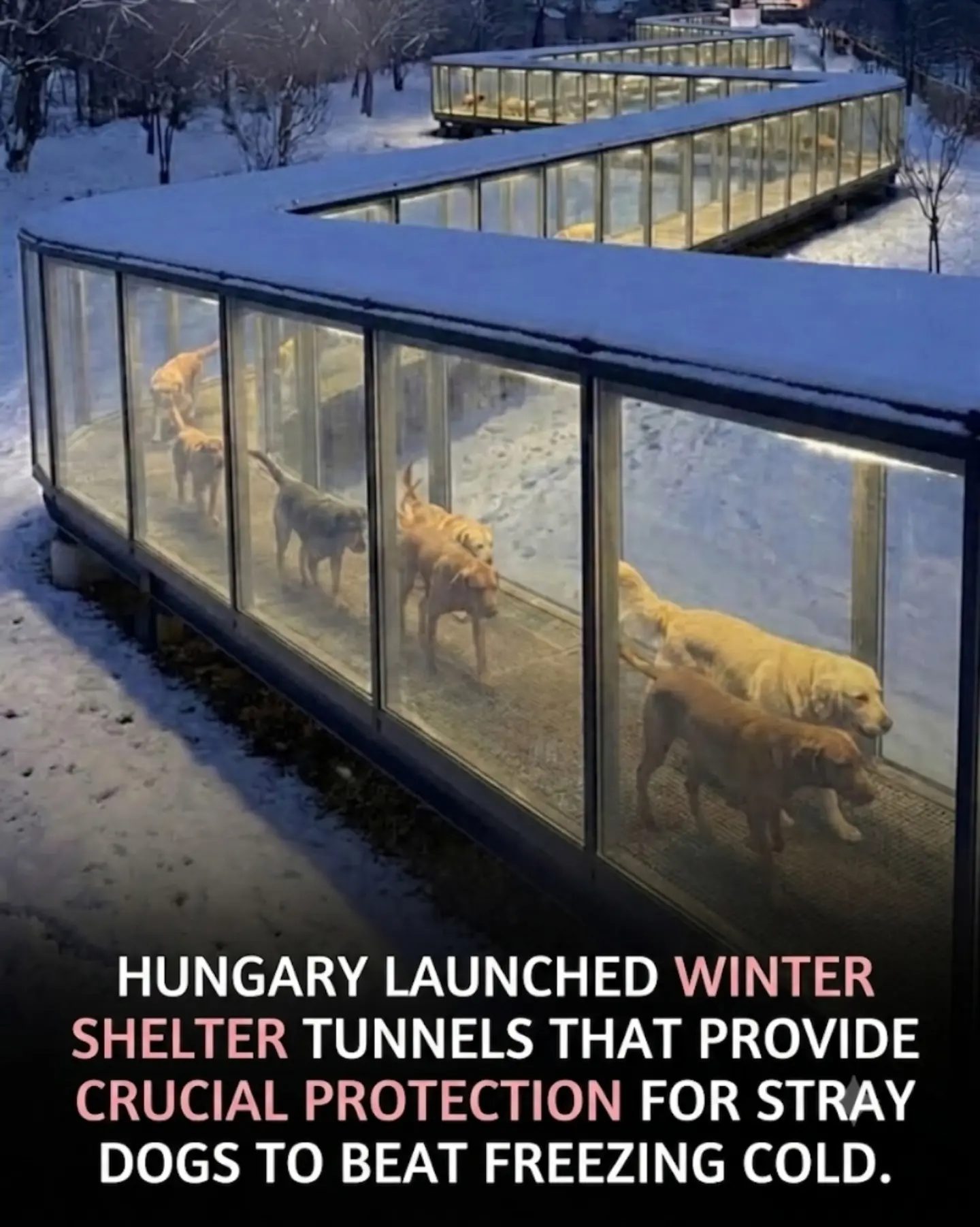 Debunking the Hungerian Stray Dog Tunnels Hoax