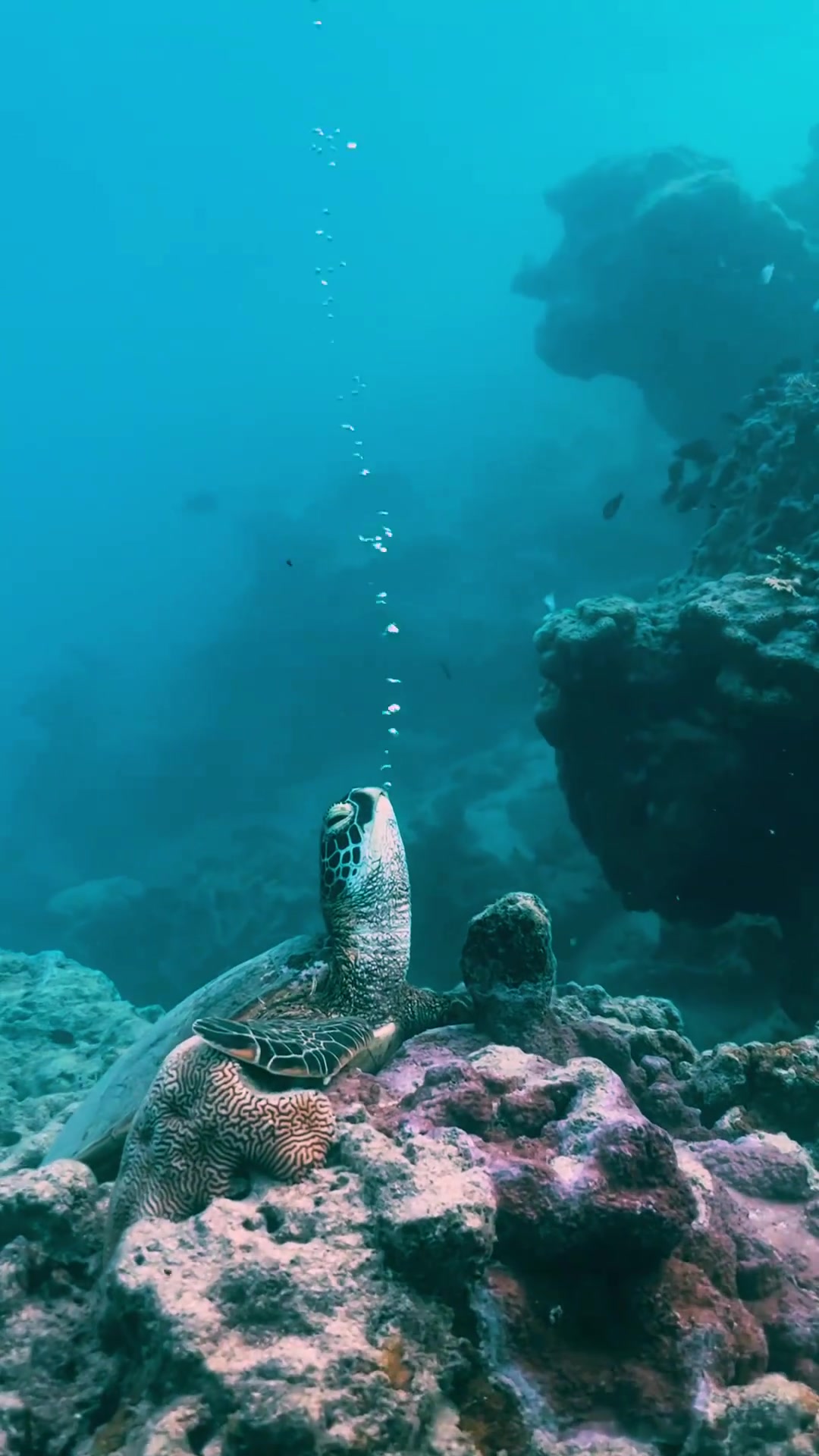 Underwater Turtle Photography: Serene Marine Life