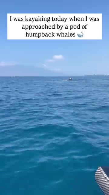 Kayaking Close Encounters: Humpback Whales