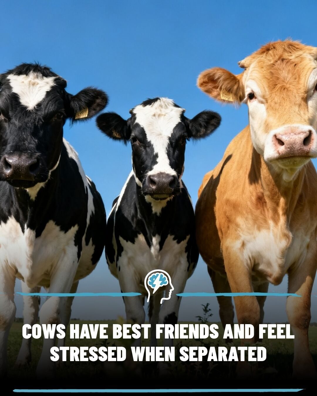 Cows Form Strong Friendships and Feel Stress When Separated