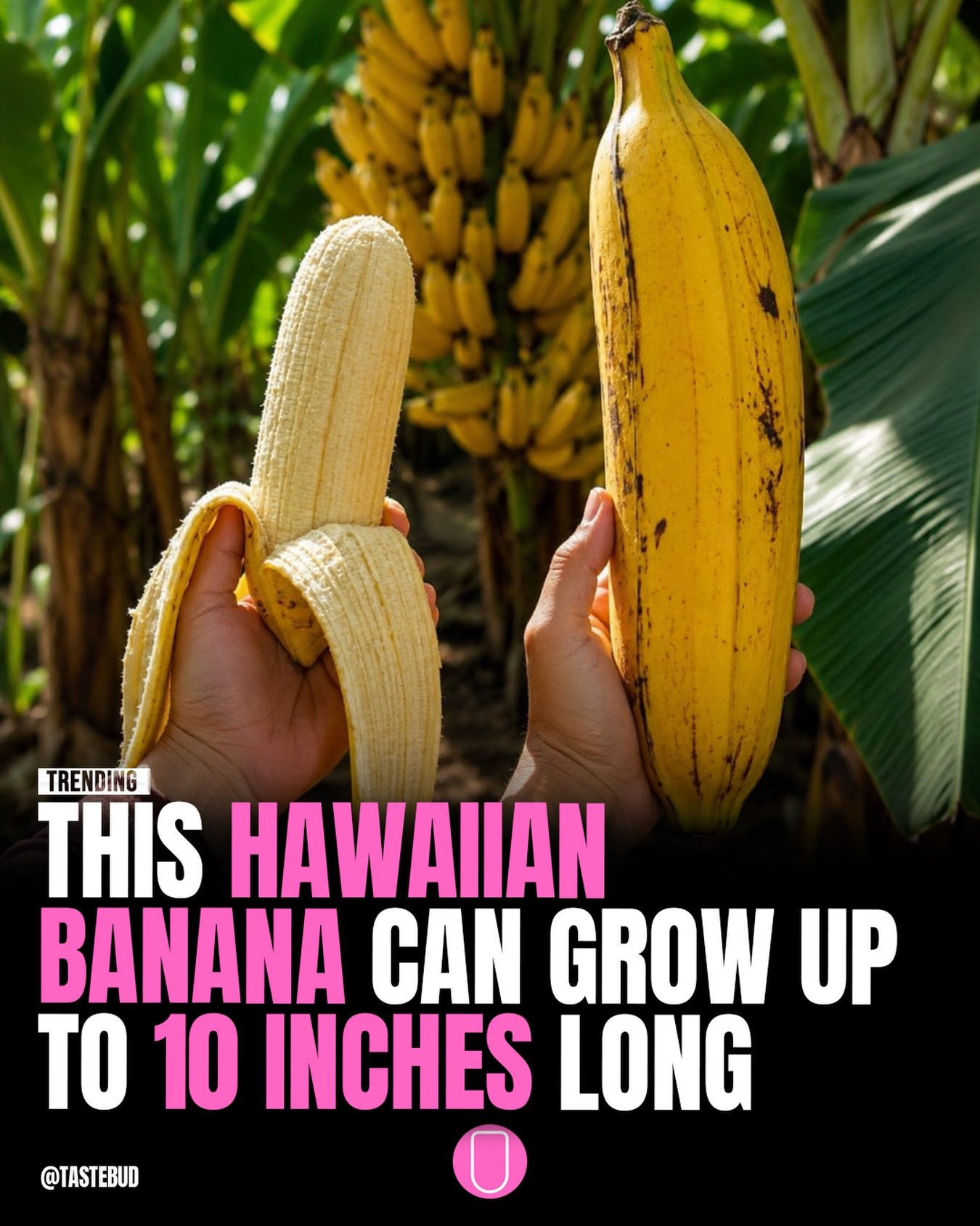 Discover the Hua Moa Banana: A Hawaiian Giant