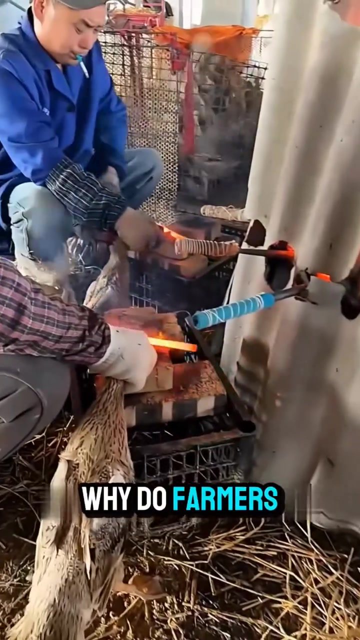 Why Farmers Trim Duck Beaks: Managing Aggressive Behavior