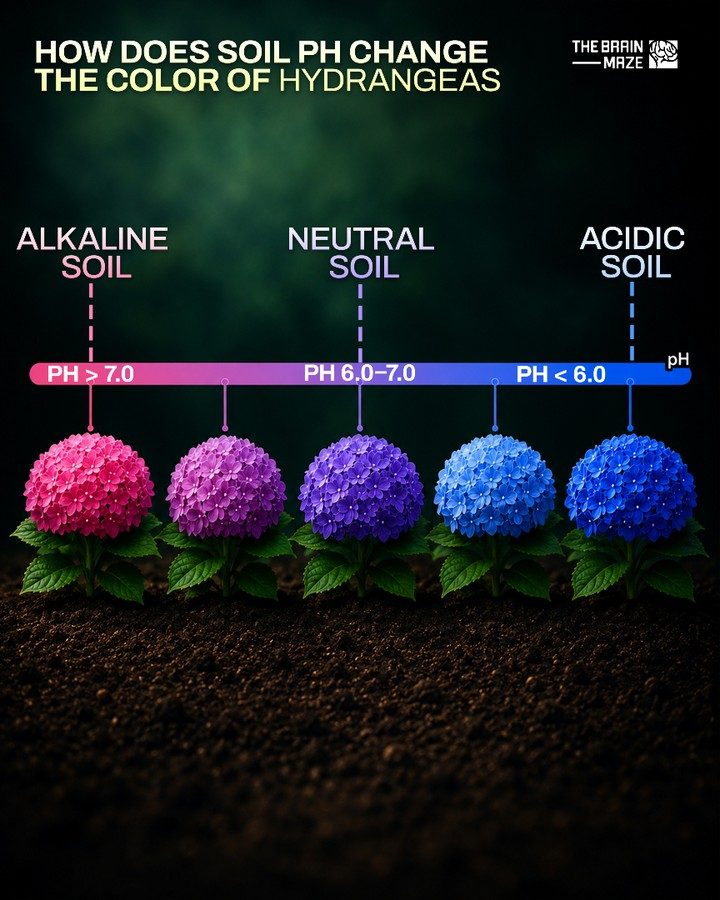 Hydrangea Colors: How Soil pH Affects Bloom Shades