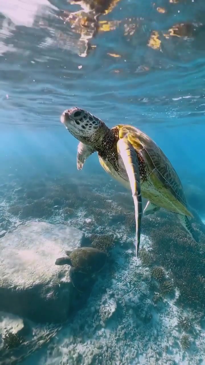 Sea Turtle Swimming Underwater: Marine Beauty