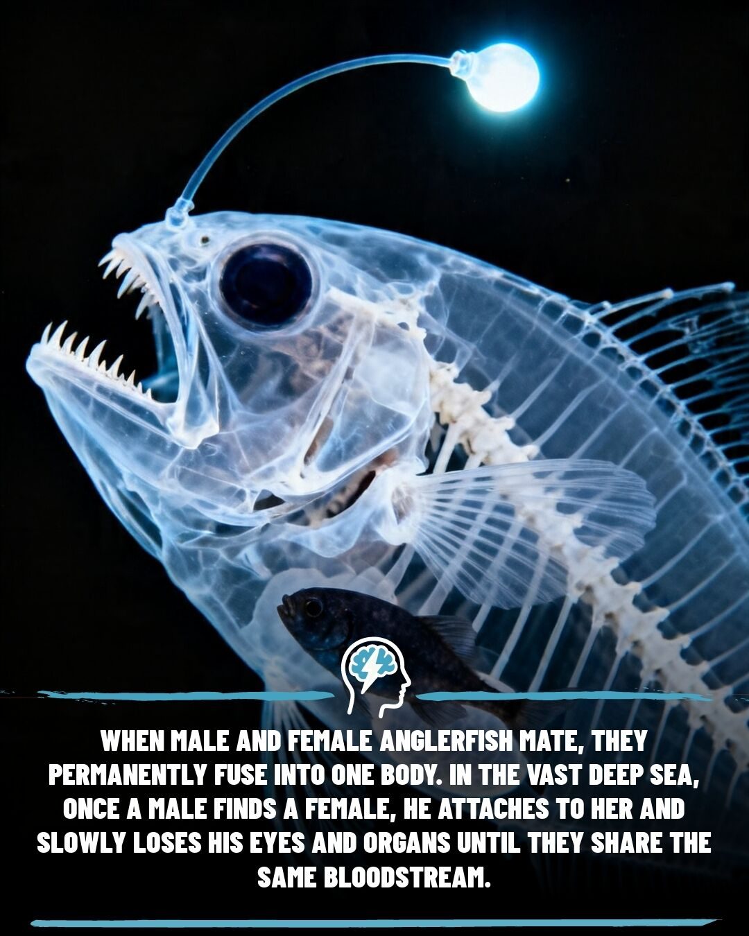 Anglerfish Mating: Extreme Fusion and Adaptation