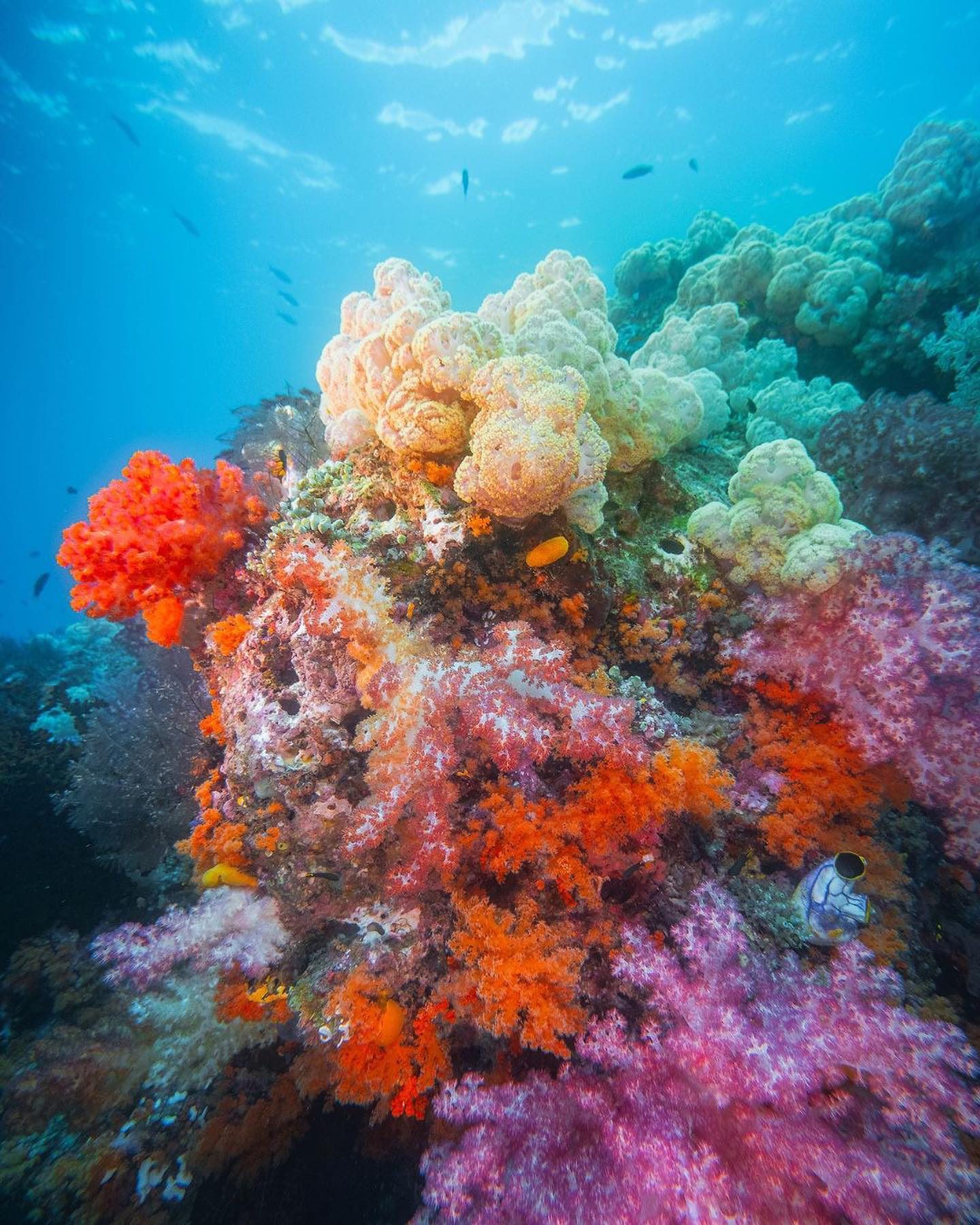 Explore Raja Ampat's Breathtaking Coral Reefs and Their Vital Role