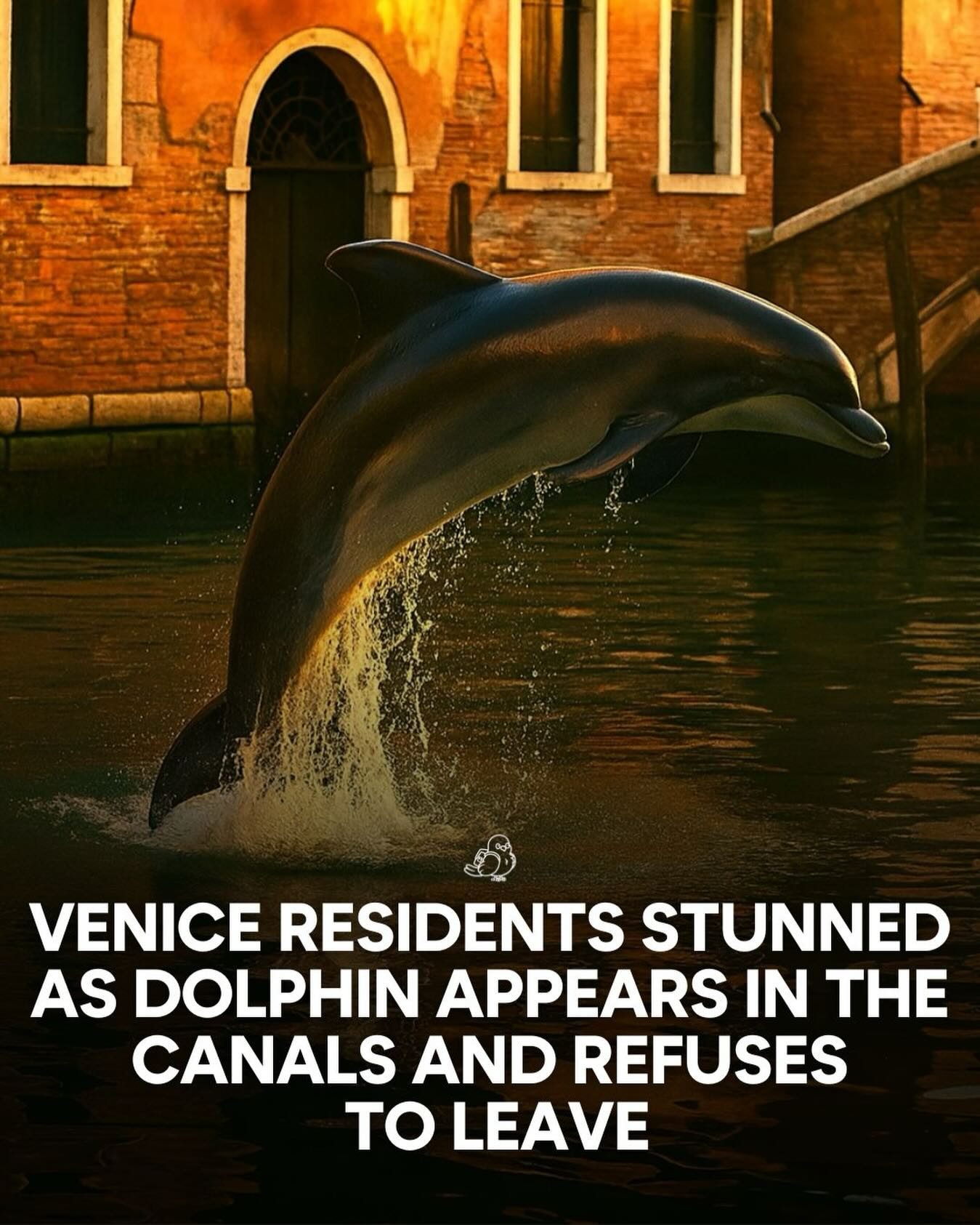 Mimmo the Dolphin's Magical Adventure in Venice Canals