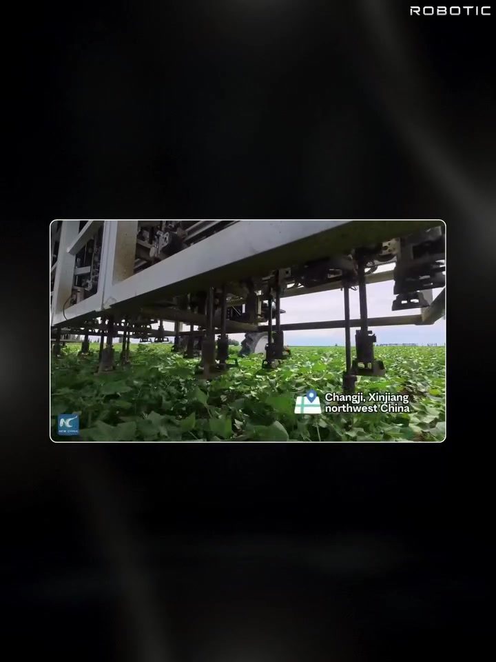 AI-Powered Cotton Robot Revolutionizes Xinjiang Farming