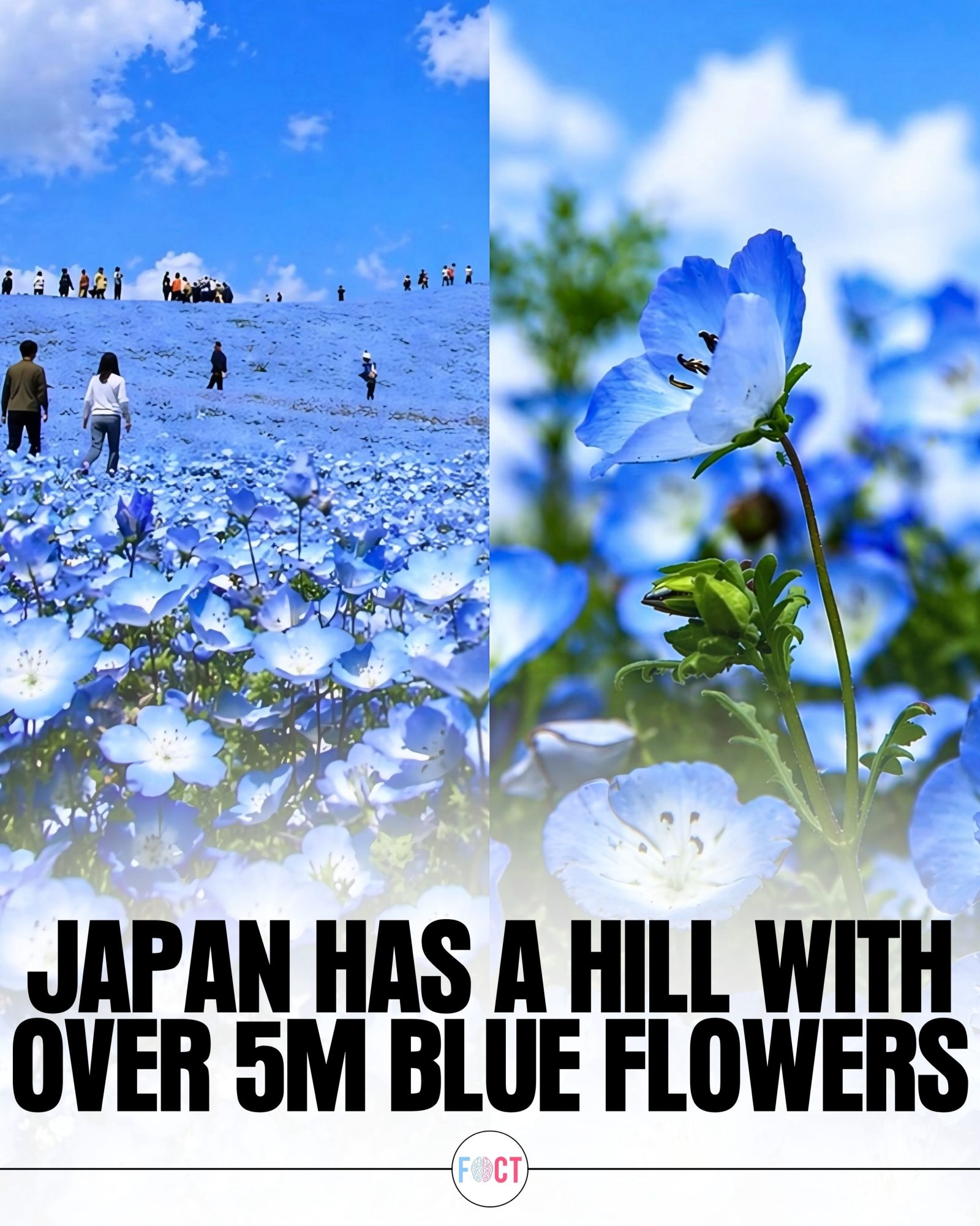 Discover Japan's Blue Flower Hill: A Surreal Ocean of 5 Million Blooms