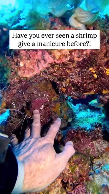 Mantis Shrimp Grooming: A Fascinating Underwater Scene