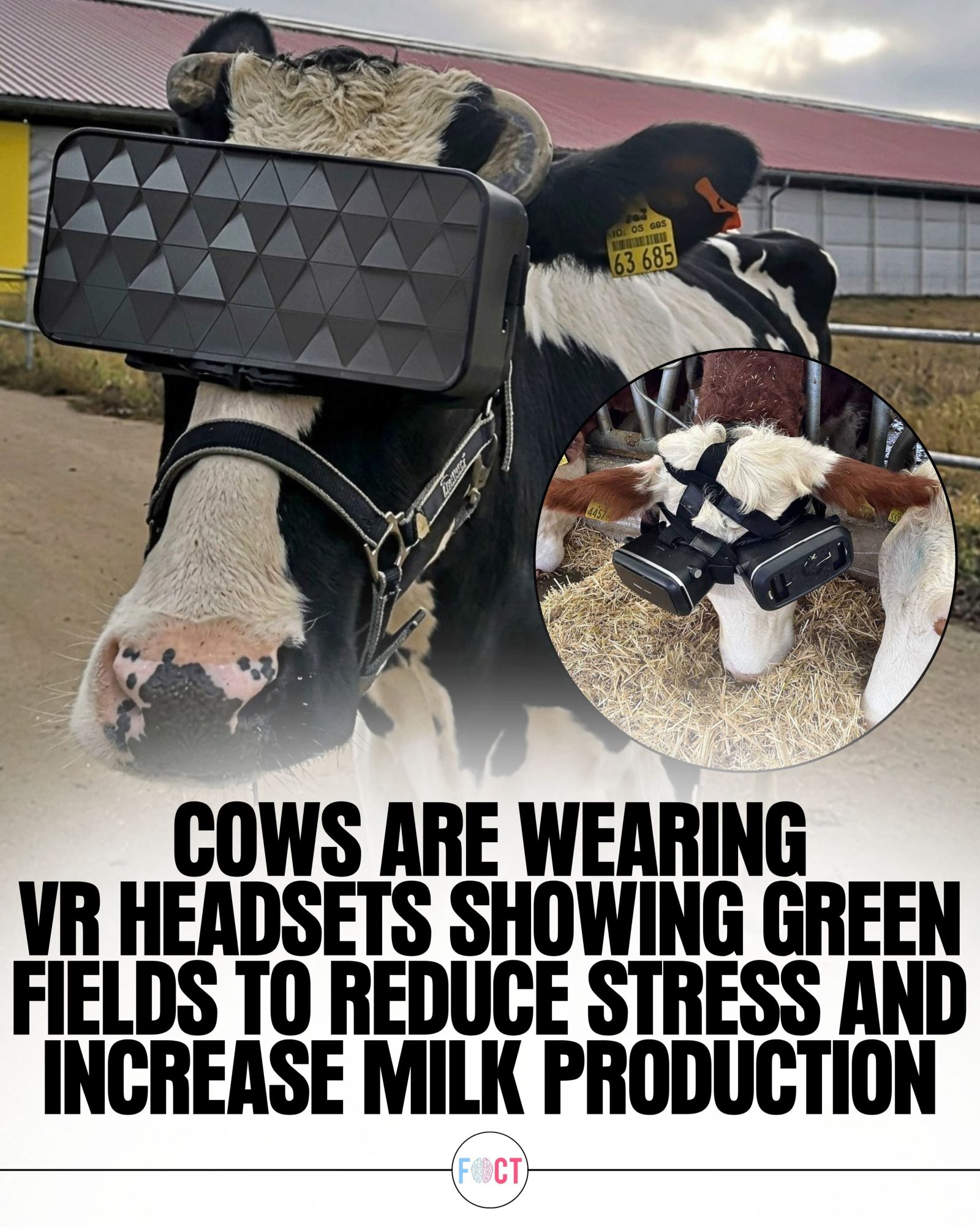 Cows' Stress Reduced with VR Headsets in U.S. Farms
