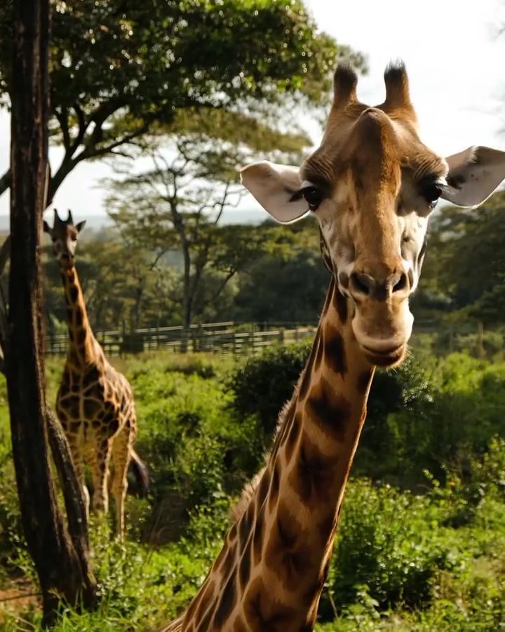 Awe-Inspiring Giraffe Encounter in the Wild