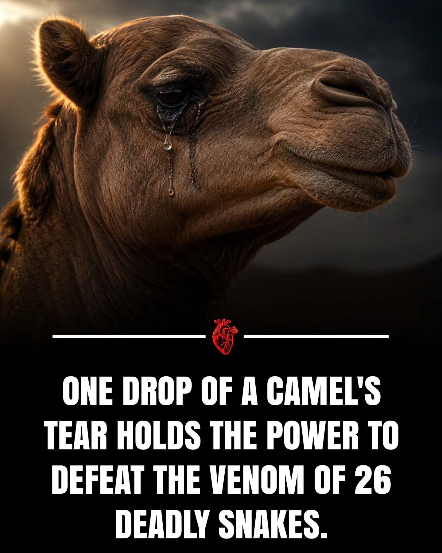 The Power of Camel Tears in Neutralizing Snake Venom