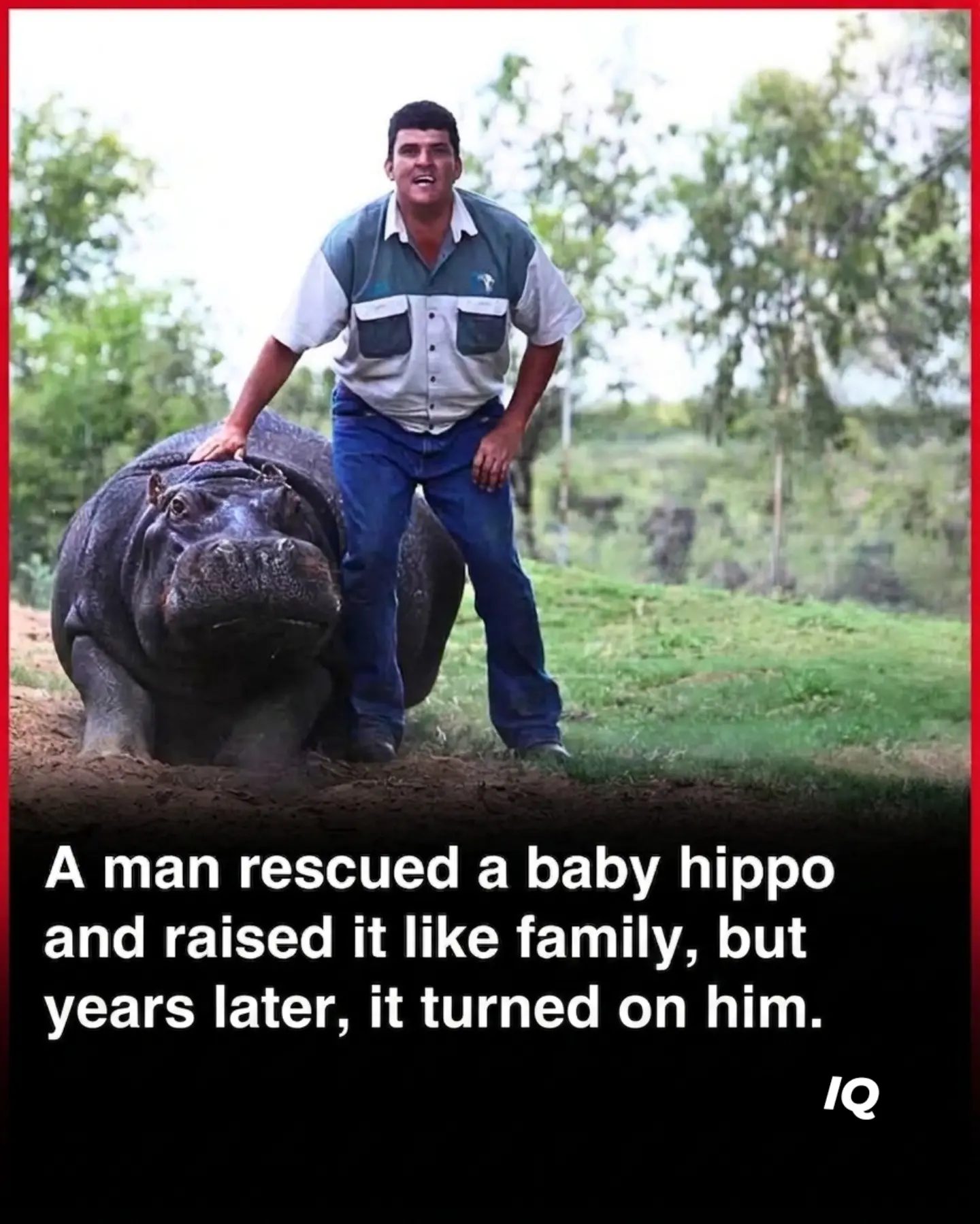 Tragic Turn: The Heartbreaking True Story of Marius and His Hippo