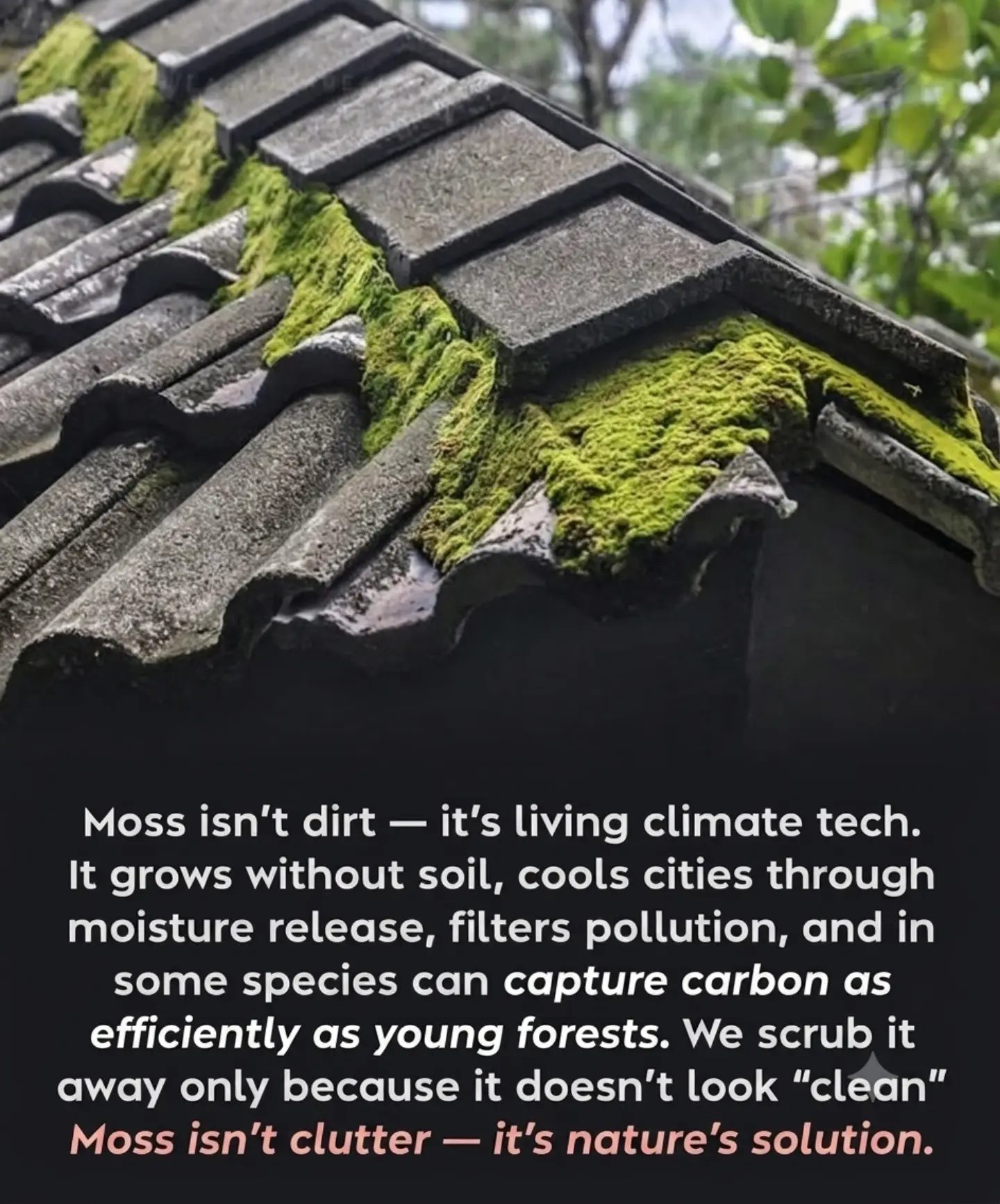 Moss as Urban Cooling: Nature's Hidden Climate Tech