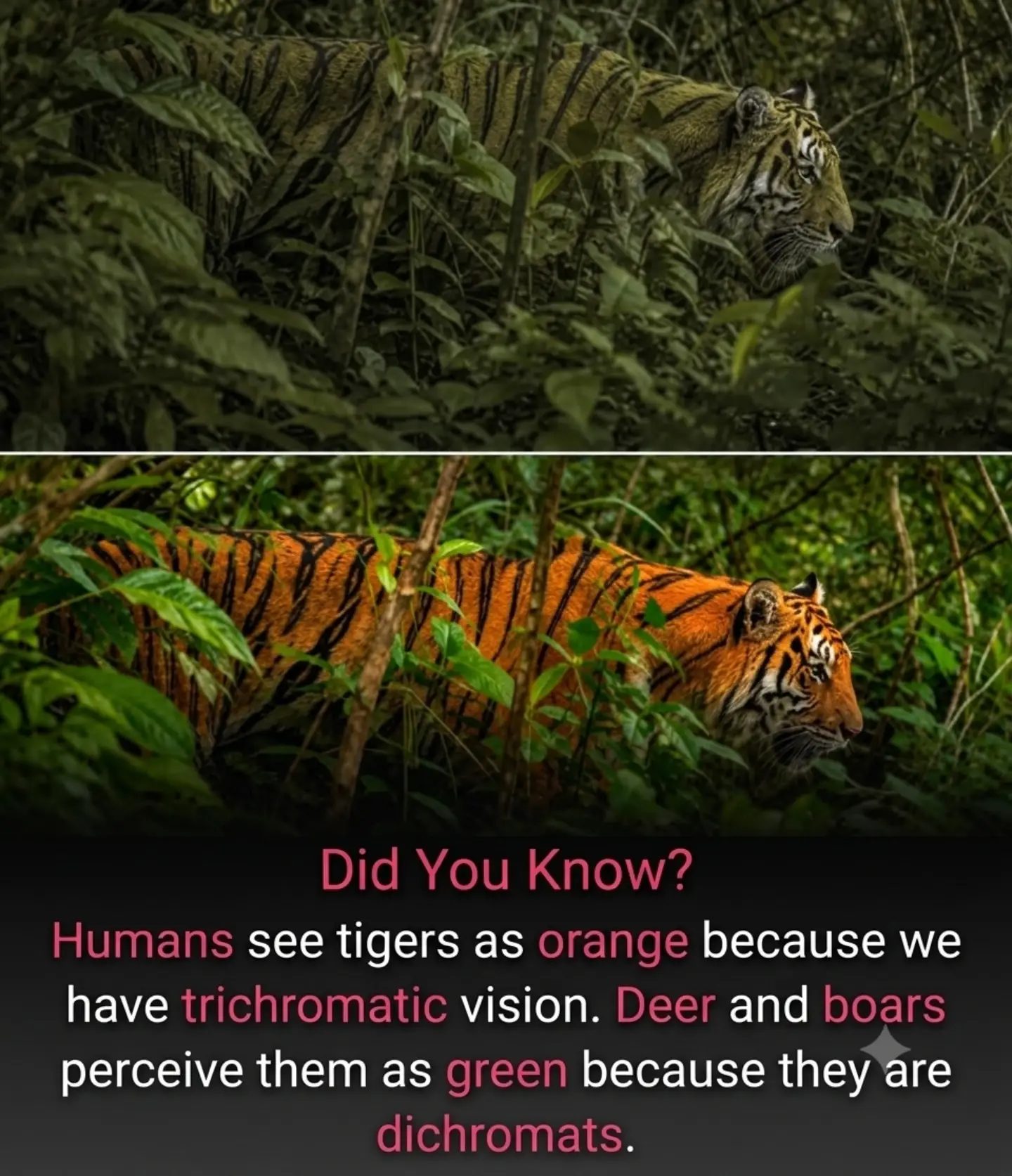 Tiger Camouflage: How Humans and Prey See Color Differently