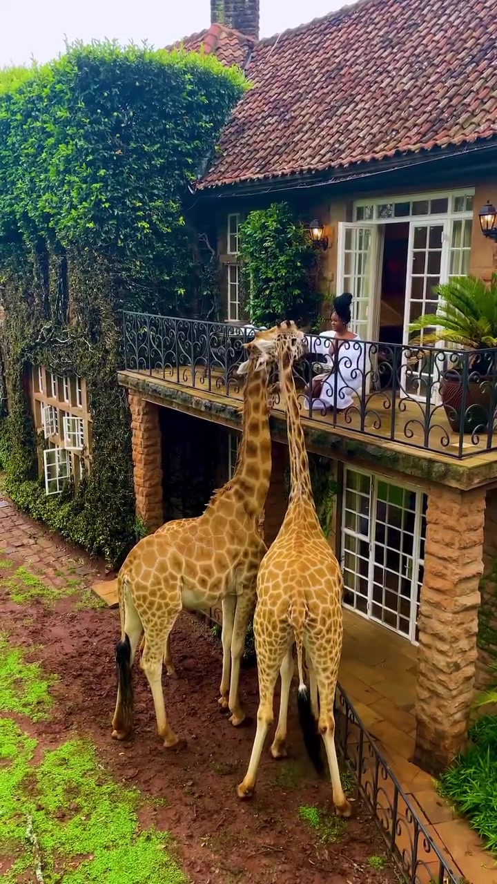 Giraffes Near House: Unusual Wildlife Encounter