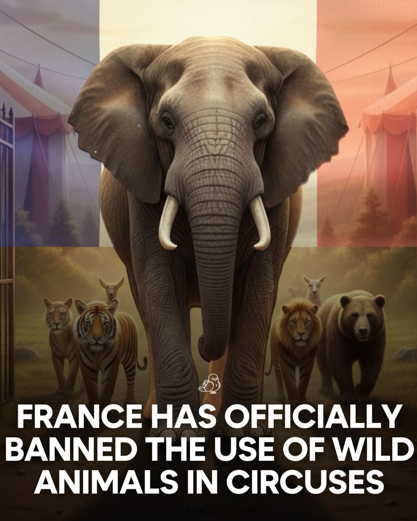 France's Ban on Wild Animals in Circuses: A Win for Animal Welfare