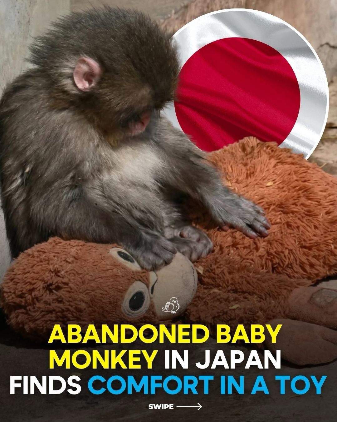 Abandoned Baby Monkey Finds Comfort in Plush Toy