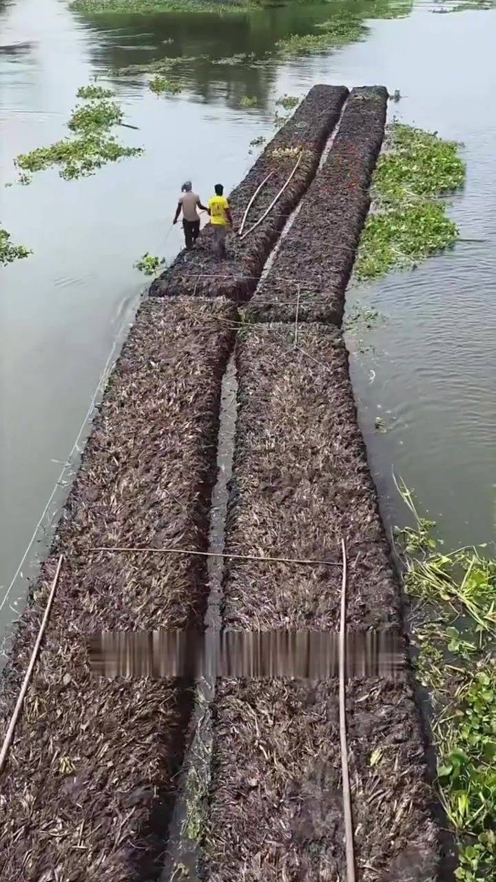 Bangladesh Farmers Use Floating Platforms for Sustainable Farming