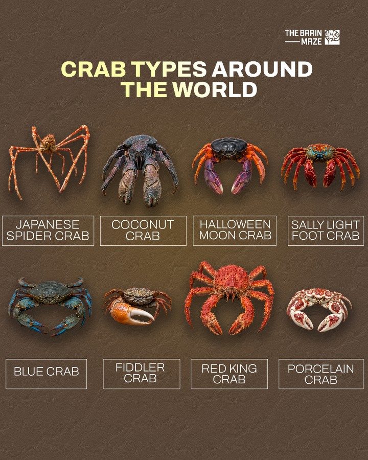 Explore Different Types of Crabs from Around the World