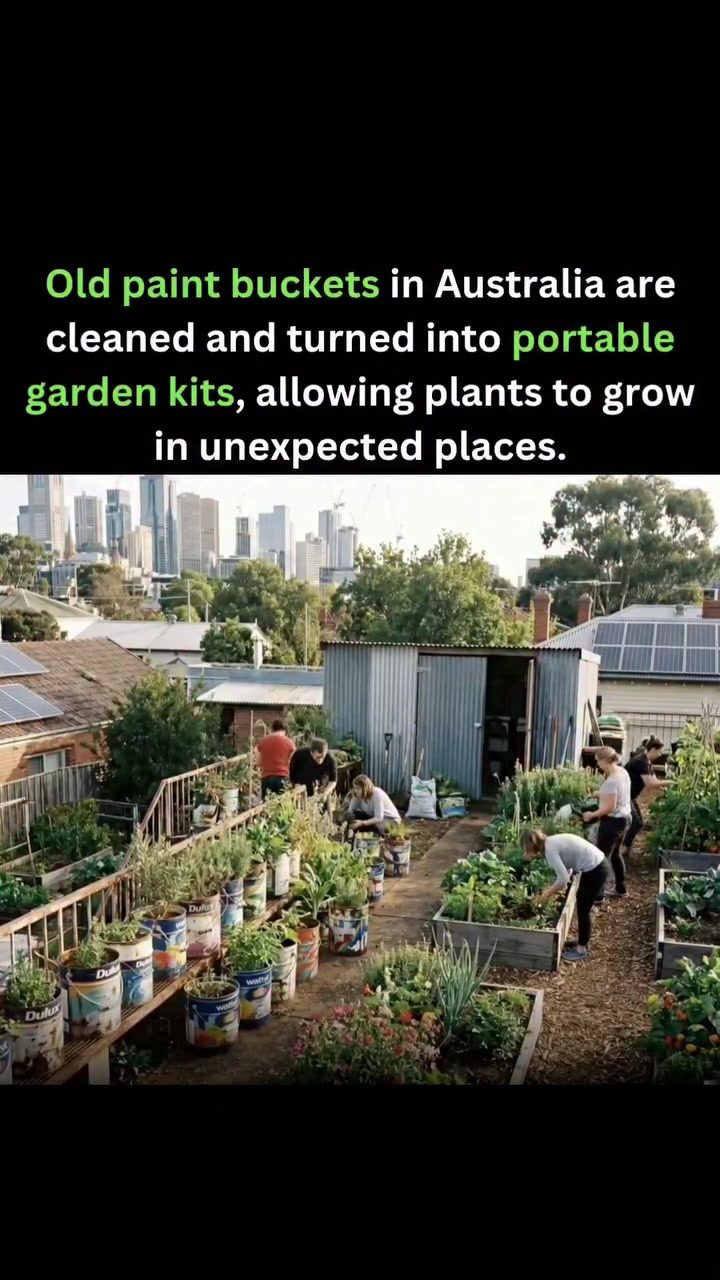 The 11 Best Rooftop Garden Ideas With Paint Buckets