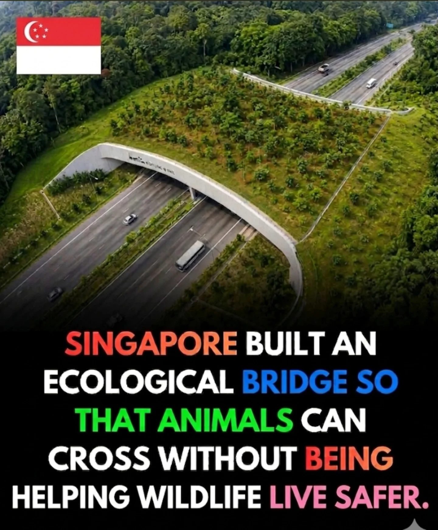 Singapore's Wildlife Bridge: Connecting Nature Safely