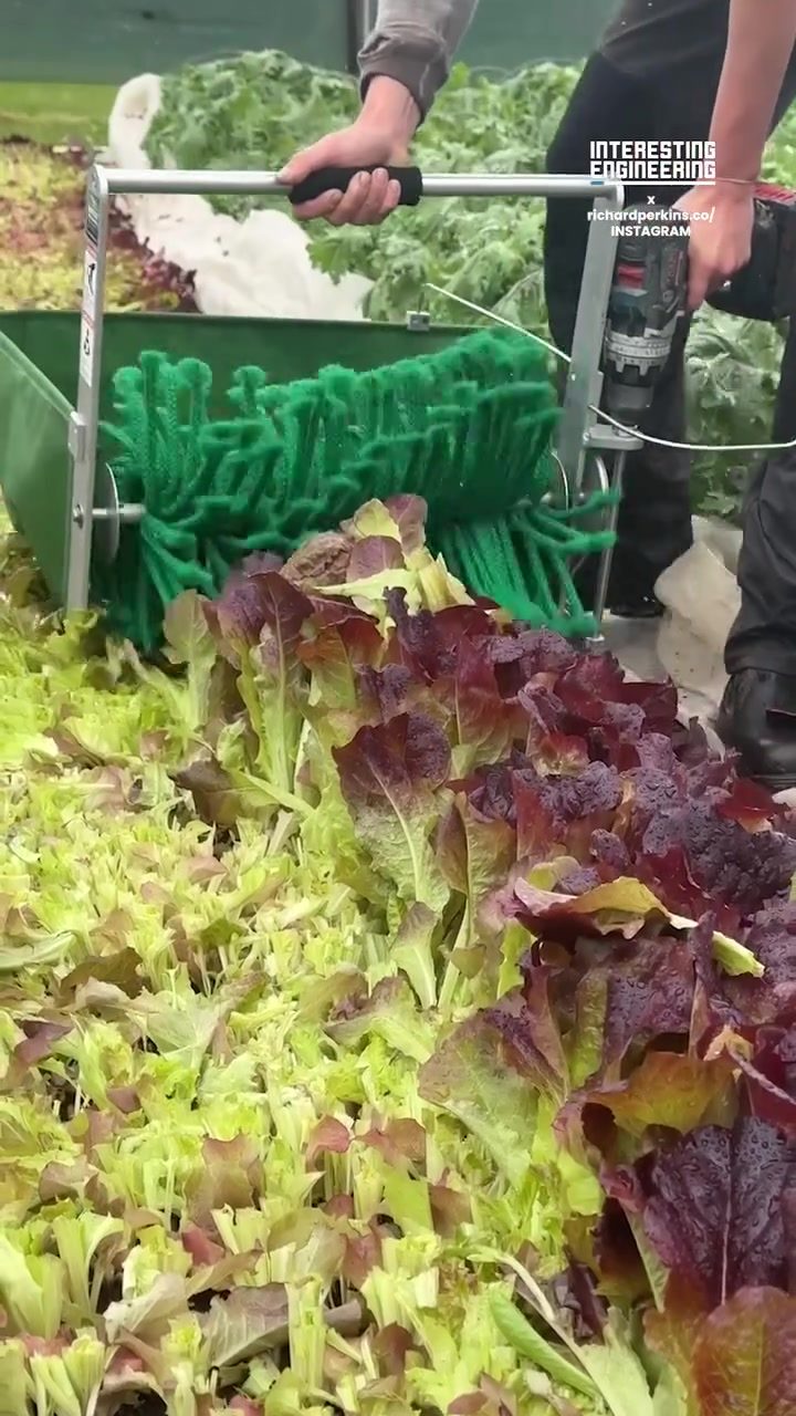 Automated Lettuce Harvesting: Simplifying Farm Work