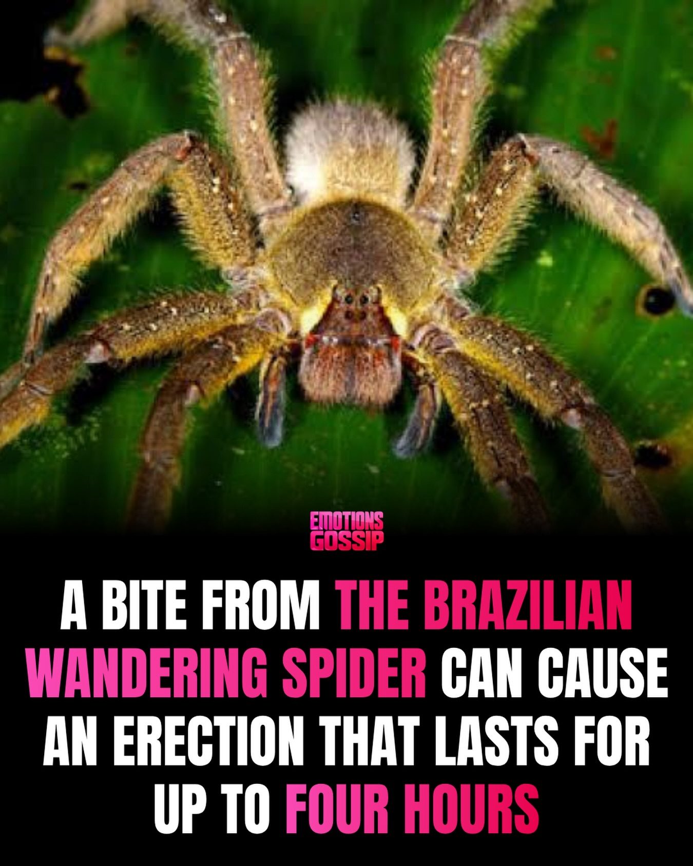 Brazilian Wandering Spiders: Venomous Bite Effects