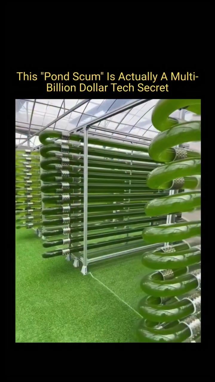 Unveiling Algae's Billion-Dollar Secret in Indoor Farming